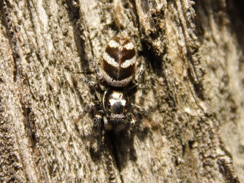 Salticidae bianconero: Salticus sp. - Arluno (MI)